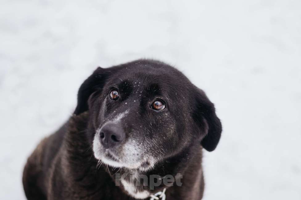 Собаки в Москве: Собака в добрые руки Девочка, Бесплатно - фото 2