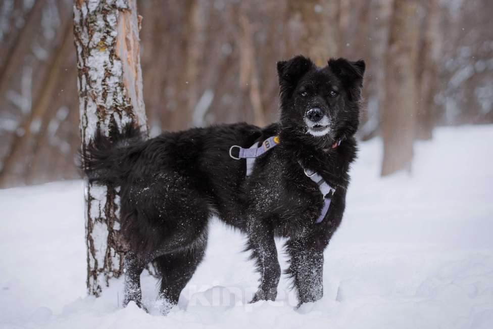 Собаки в Москве: Герцогиня Девочка, Бесплатно - фото 2