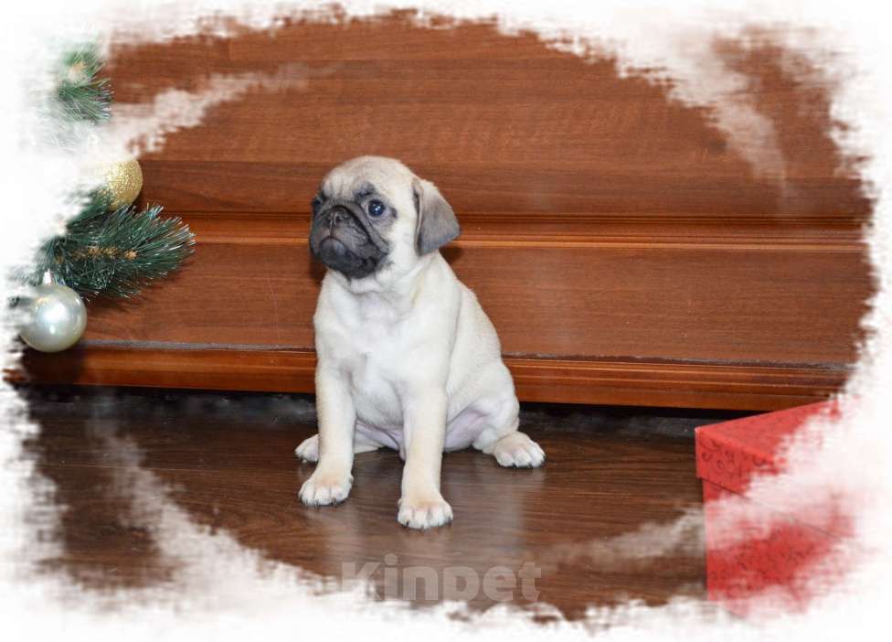 Собаки в Твери: Малыш мопсенок Мальчик, 35 000 руб. - фото 2