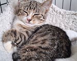 Кошки в Москве: Котёнок в добрые руки Девочка, Бесплатно - фото 3