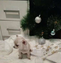 Собаки в Анапе: Щенок, мальчик чихуахуа Мальчик, 15 000 руб. - фото 3