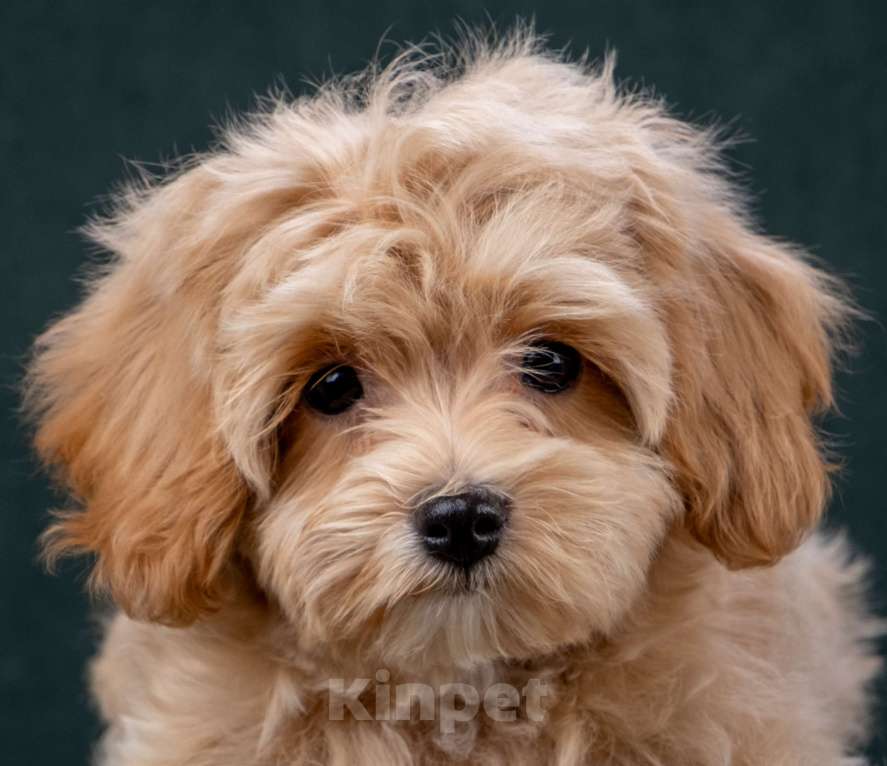 Собаки в Москве: Мальтипу ф1 мини мальчики Мальчик, 60 000 руб. - фото 1