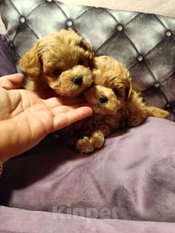 Собаки в Екатеринбурге: Мальтипу f1 Мальчик, 100 000 руб. - фото 3