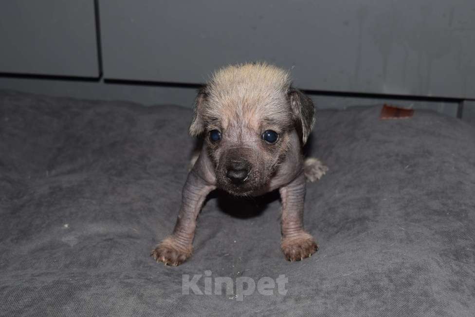 Собаки в других городах Краснодарского края: Китайская хохлатая собака  Девочка, 15 000 руб. - фото 1