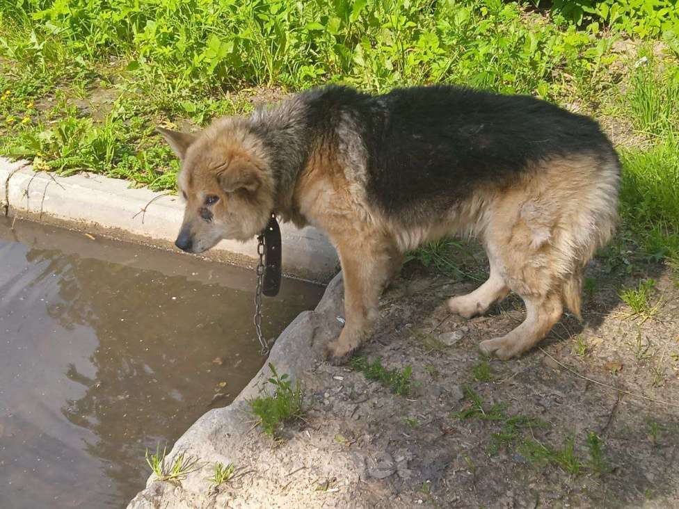 Собаки в Смоленске: Потерялась Собака Мальчик, Бесплатно - фото 3
