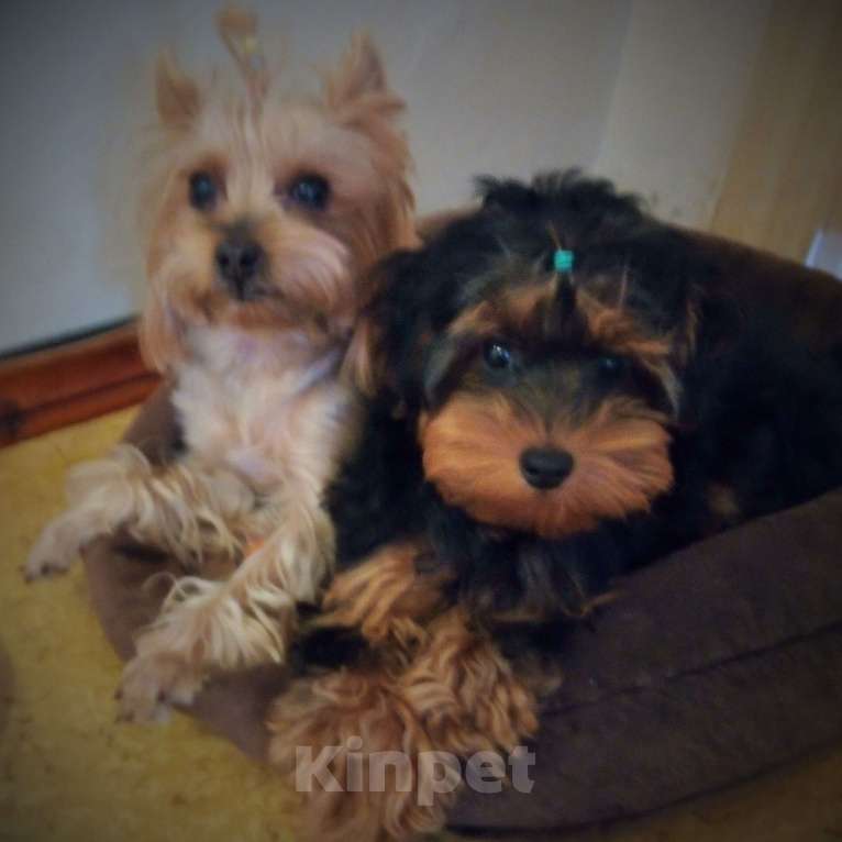 Собаки в Ставрополе: Руфус ищет семью Мальчик, 18 000 руб. - фото 3