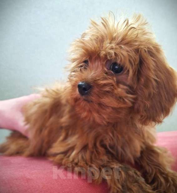 Собаки в Москве: кавапу мини девочка Девочка, Бесплатно - фото 1