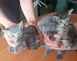 Кошки в Кемерово: Котята в добрые руки Девочка, Бесплатно - фото 1