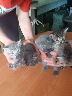 Котята в добрые руки