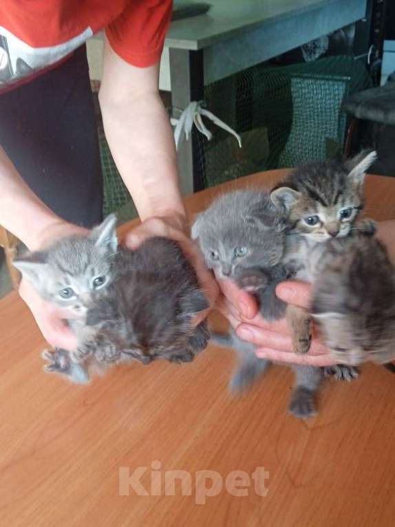 Кошки в Кемерово: Котята в добрые руки Девочка, Бесплатно - фото 1