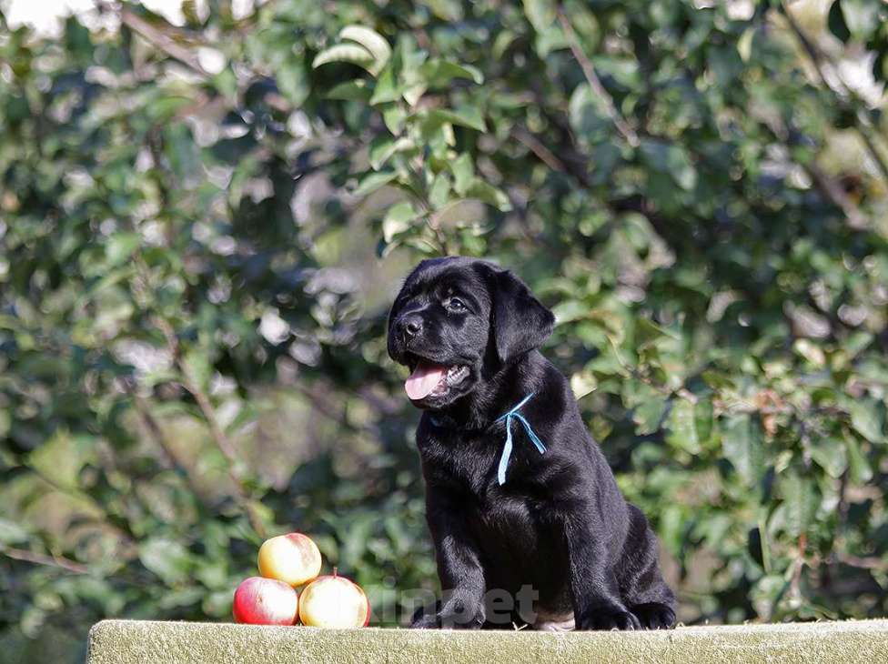Собаки в Новороссийске: Великолепный малыш из питомника  Мальчик, 90 000 руб. - фото 4