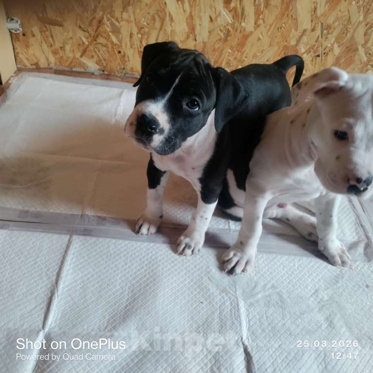 Собаки в Магнитогорске: Американский стаффордширский терьер.  Щенок Девочка, 13 000 руб. - фото 7