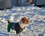 Собаки в Курске: Вязка кобеля  Мальчик, 2 500 руб. - фото 1