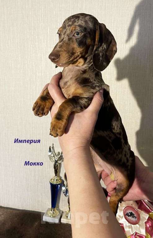 Собаки в Москве: Шоколадно Мраморные Стандартные Таксы Мальчик, 50 000 руб. - фото 3