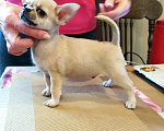 Собаки в Москве: супер мальчишка чихуахуа Мальчик, 50 000 руб. - фото 3