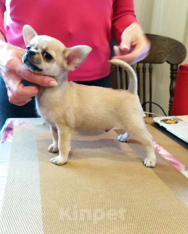 Собаки в Москве: супер мальчишка чихуахуа Мальчик, 50 000 руб. - фото 3