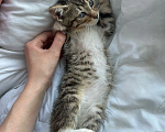 Кошки в Санкт-Петербурге: 🐾 Три маленьких сердца ищут свой дом Мальчик, Бесплатно - фото 5