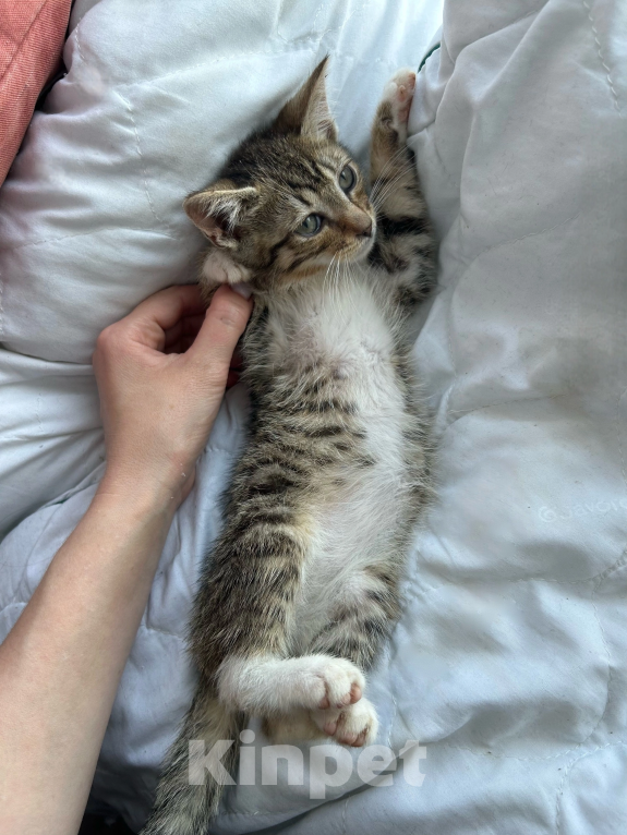 Кошки в Санкт-Петербурге: 🐾 Три маленьких сердца ищут свой дом Мальчик, Бесплатно - фото 5