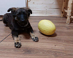 Собаки в Москве: Веселый и умный щенок Елисей в дар Мальчик, Бесплатно - фото 1