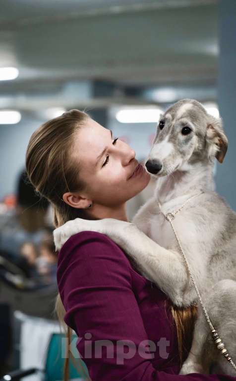 Собаки в Реутове: "Art In Fame" Племенной питомник Русских Псовых Борзых Разнополые, Бесплатно - фото 5