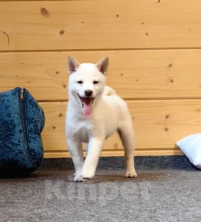 Собаки в Москве: Мальчишки. Белые Сиба ину Мальчик, 60 000 руб. - фото 3