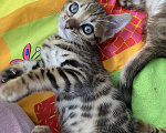 Кошки в других городах Московской области: Бенгальские котята Девочка, 40 000 руб. - фото 8