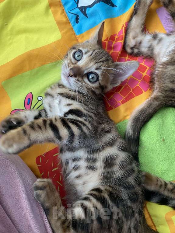Кошки в других городах Московской области: Бенгальские котята Девочка, 40 000 руб. - фото 8