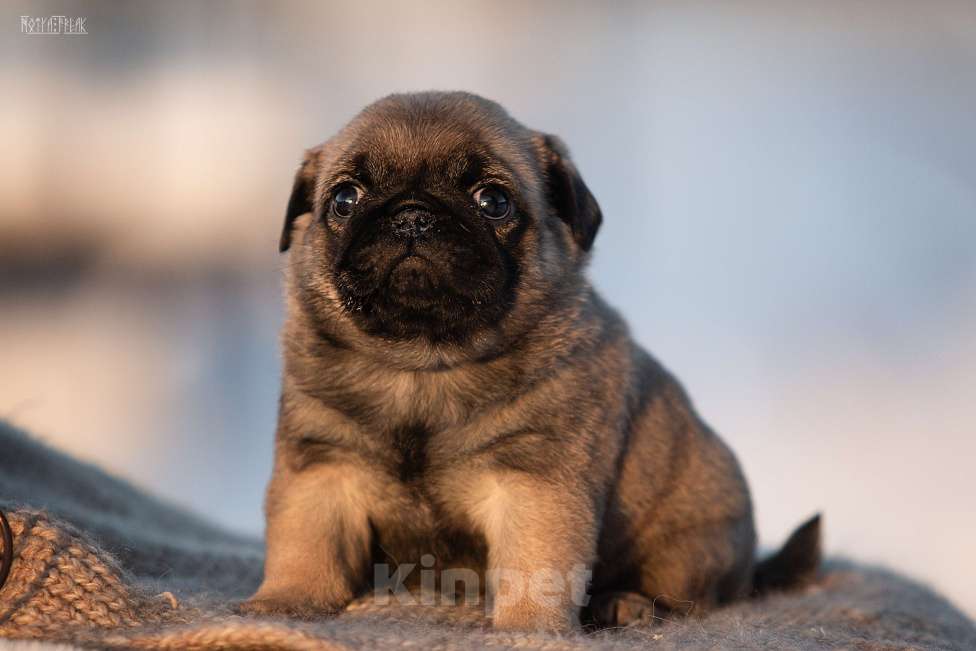 Собаки в других городах Московской области: Щенки мопса Девочка, 70 000 руб. - фото 1