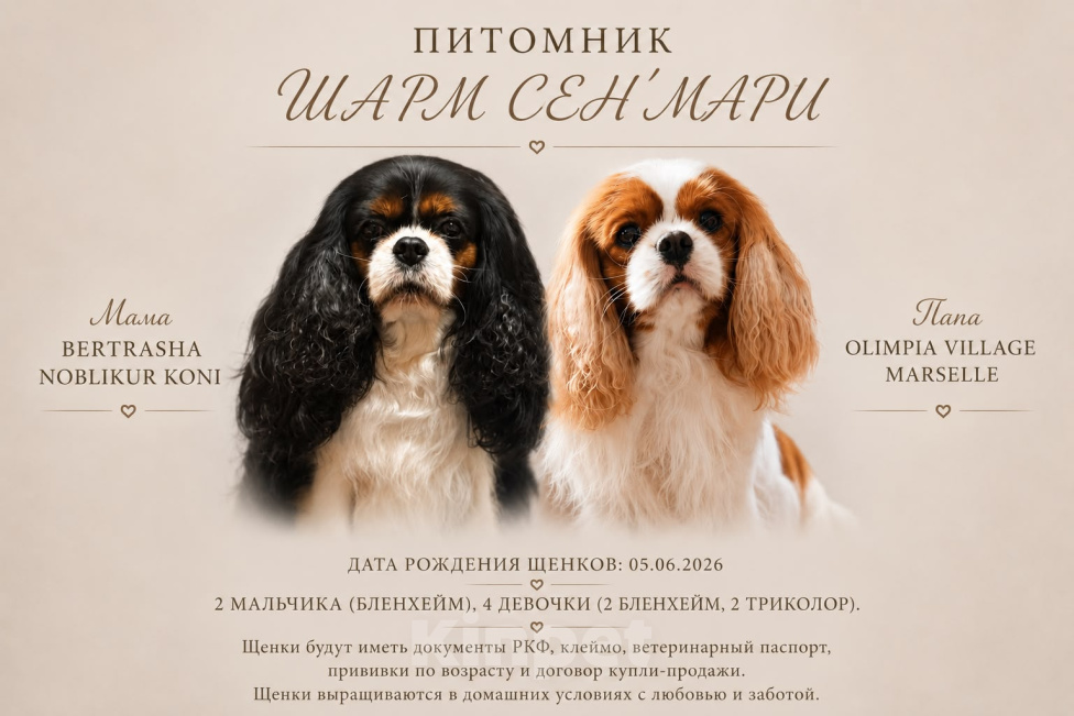 Собаки в Жуковском: Щенки Кавалер Кинг Чарльз спаниель Мальчик, 70 000 руб. - фото 5