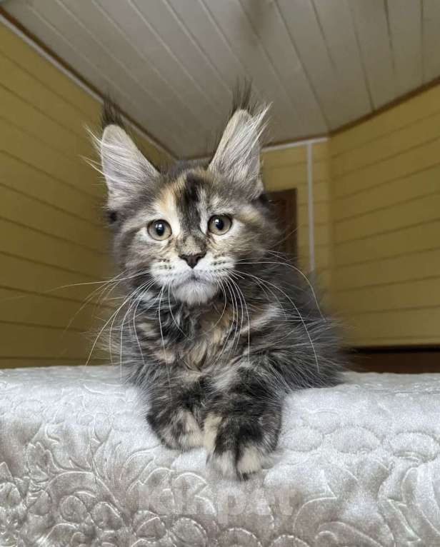 Кошки в других городах Московской области: Мейн-кун девчушка ласкушка💕 Девочка, 50 000 руб. - фото 1