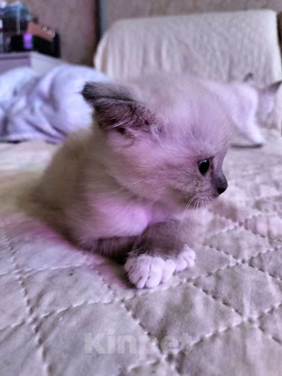 Кошки в Новороссийске: Мальчик вислоухихй Мальчик, 10 000 руб. - фото 3