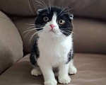 Кошки в Ярославле: Шотландская вислоухая короткошёрстная девочка  Девочка, 25 000 руб. - фото 2