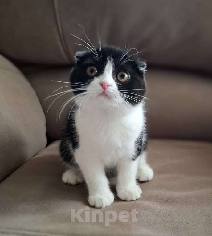 Кошки в Ярославле: Шотландская вислоухая короткошёрстная девочка  Девочка, 25 000 руб. - фото 2