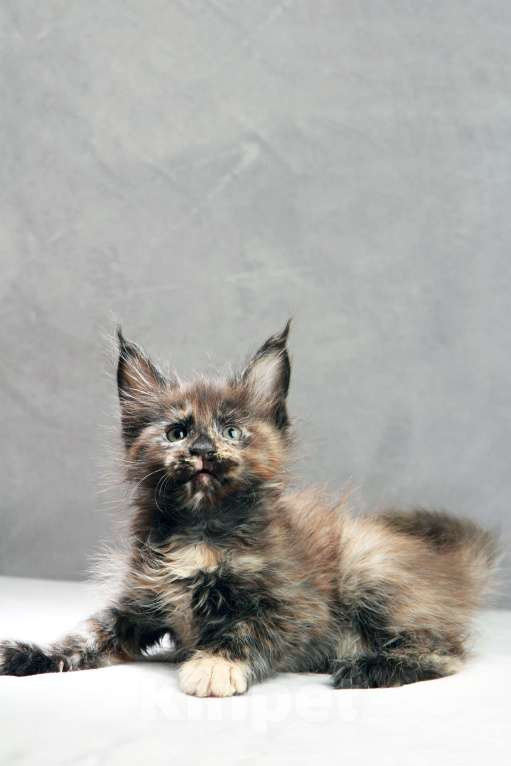 Кошки в Москве: Черепаха Девочка, Бесплатно - фото 3