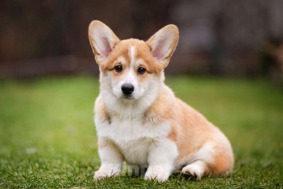 Собаки в Москве: Вита Приора Мавруд Мальчик, 80 000 руб. - фото 7