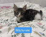Кошки в Саратове: Котята мейн-кун Разнополые, 11 000 руб. - фото 1