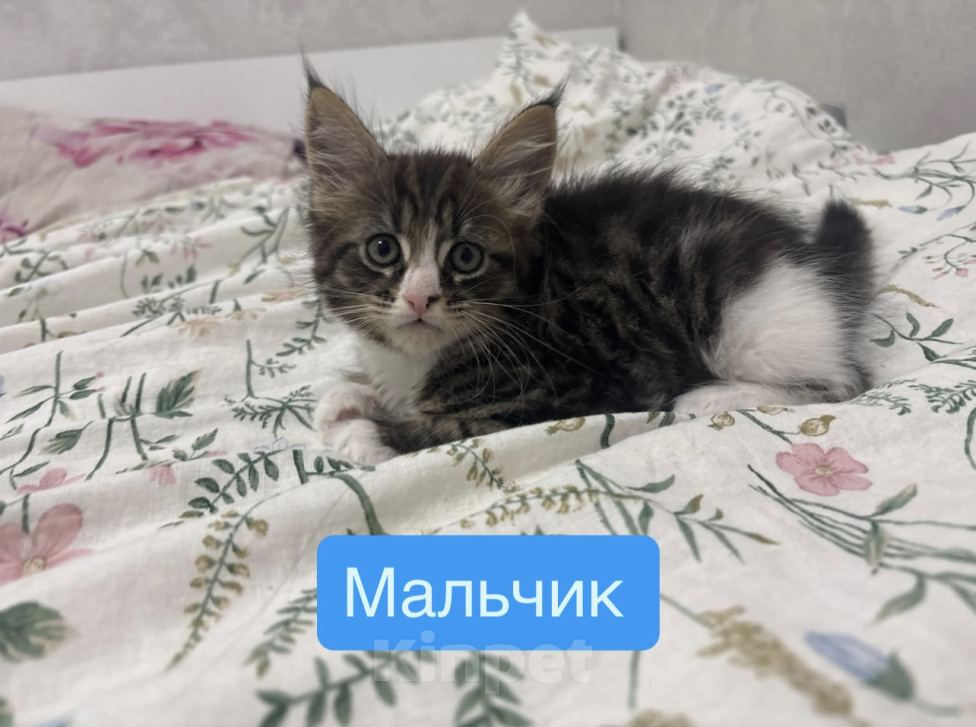 Кошки в Саратове: Котята мейн-кун Разнополые, 11 000 руб. - фото 1