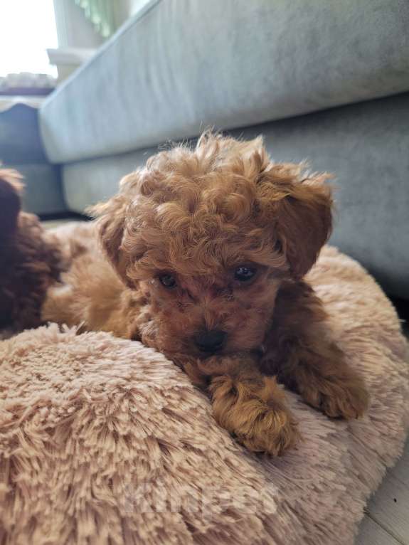 Собаки в Барнауле: Эксклюзивный щенок Мальтипу F1. Редкие крови Китая (Baby Face) Мальчик, 200 000 руб. - фото 1