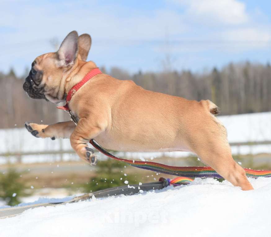 Собаки в Москве: Девочка Девочка, 50 000 руб. - фото 1
