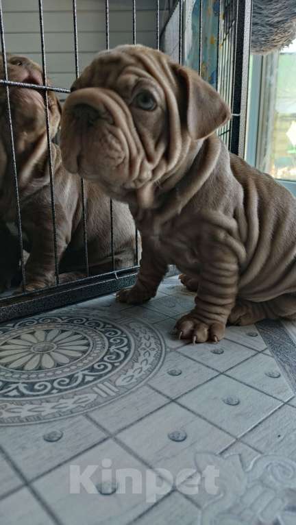 Собаки в Красногорске: Щенок французского бульдога бигропп Мальчик, 280 000 руб. - фото 1