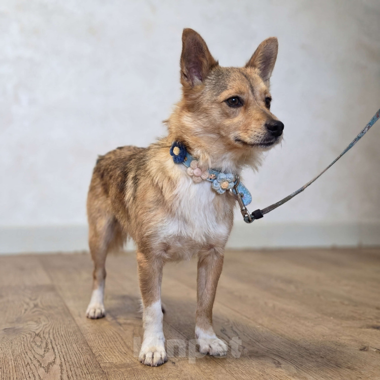 Собаки в Москве: Лисичка Соня Девочка, Бесплатно - фото 2