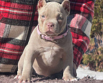 Собаки в Москве: Американский булли девочка Девочка, 80 000 руб. - фото 3