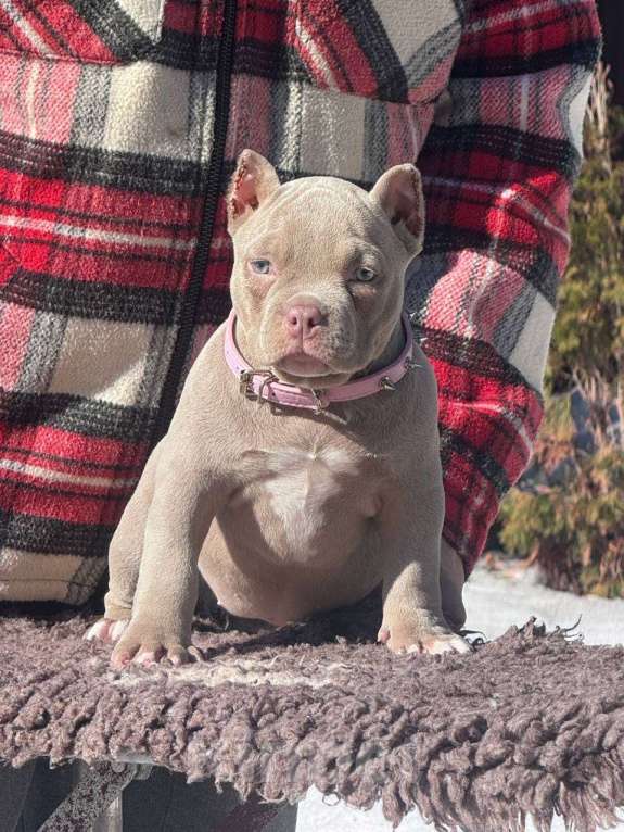 Собаки в Москве: Американский булли девочка Девочка, 80 000 руб. - фото 3