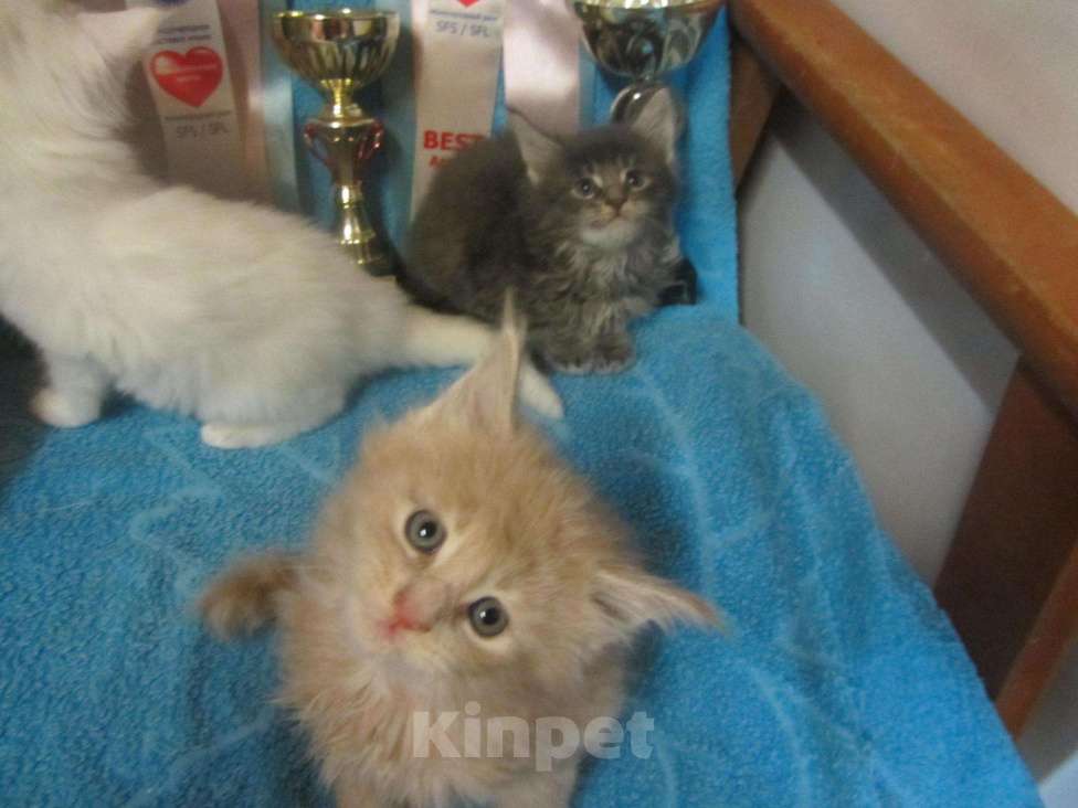 Кошки в Мур: котята мейн кун, 3 000 руб. - фото 1