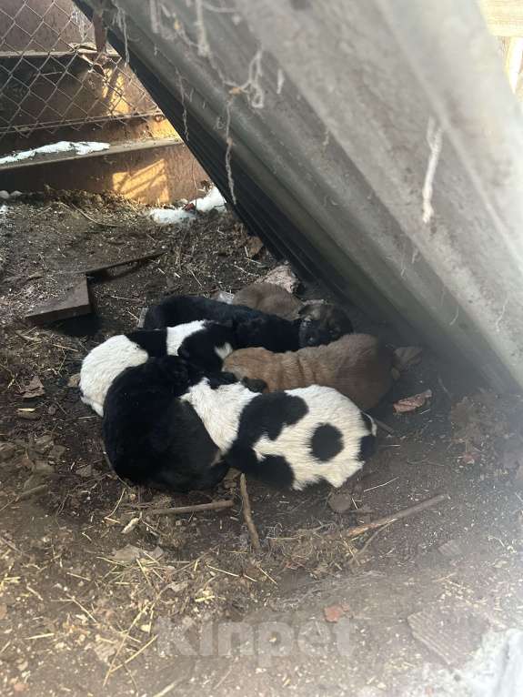 Собаки в других городах Челябинской области: Щенки от умного пса Мальчик, Бесплатно - фото 5