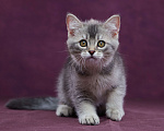 Кошки в Барнауле: Шотландский котик-страйт Юстас🤍 Мальчик, Бесплатно - фото 9