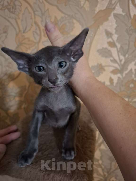 Кошки в Санкт-Петербурге: Ориентальный мальчик Мальчик, 26 000 руб. - фото 4