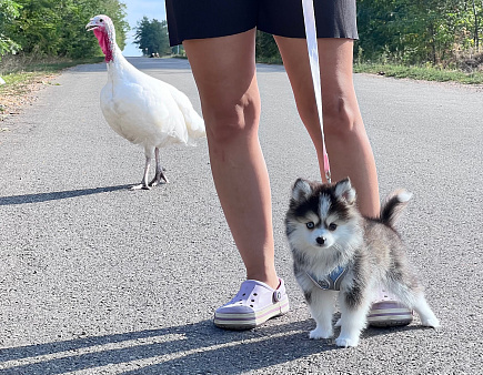 Девочка Помски микро