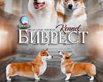 Собаки в других городах Ленинградской области: Щенки вельш корги пемброк Мальчик, Бесплатно - фото 7