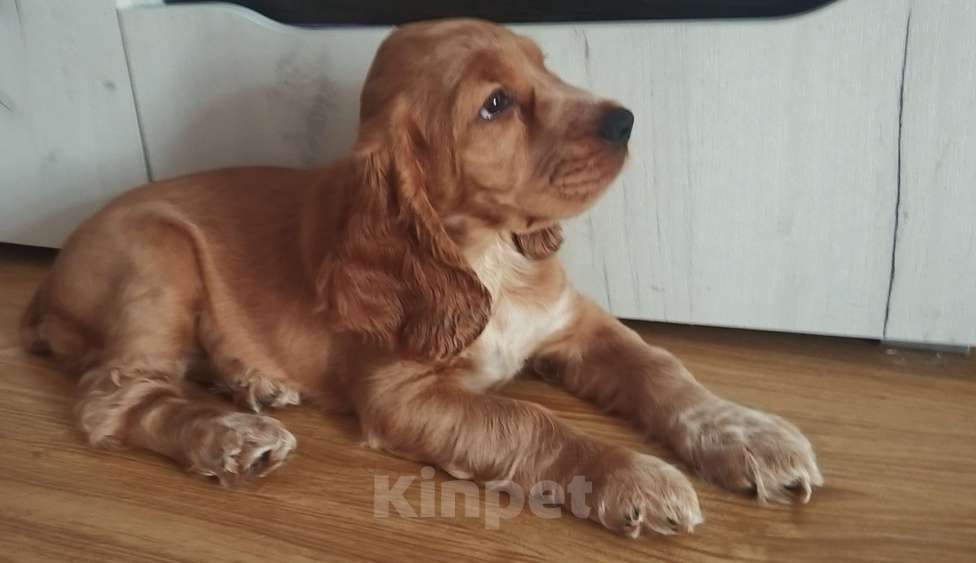 Собаки в Анапе: Английский кокер спаниель Арника Девочка, 25 000 руб. - фото 2